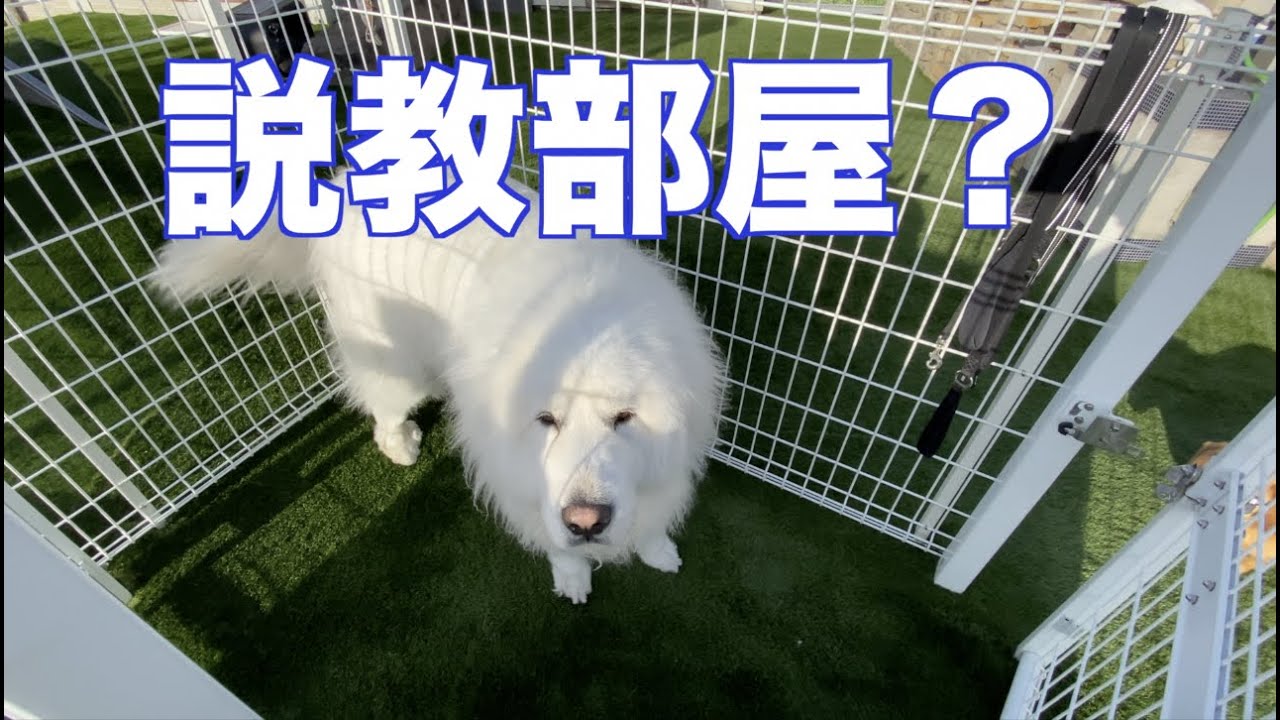 アルにお仕置きをするさくら グレートピレニーズ