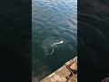 Spurdog Shark From The Shore Highland Sea Fishing