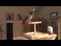 Alexa All lights off says Petra the African Grey