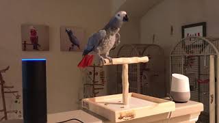 Alexa All lights off says Petra the African Grey