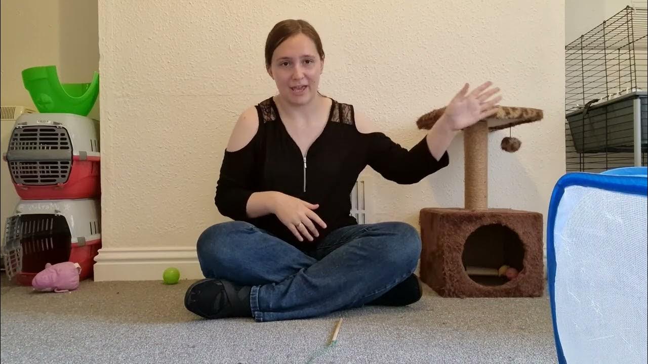 HOW MUCH DO FERRETS COST??/Breakdown of the costs of owning a ferret/UK