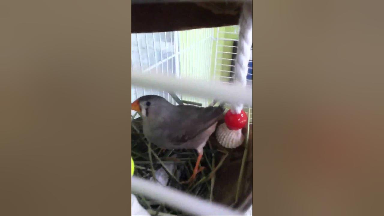 How to take good care of zebra finches YouTube