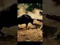 Bull vs Tiger – Unbelievable Jungle Battle!  #BullVsTiger #WildAnimals #JungleBattle #animals