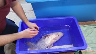 Sedating & Treating A Koi Sedating & Treating A Koi
