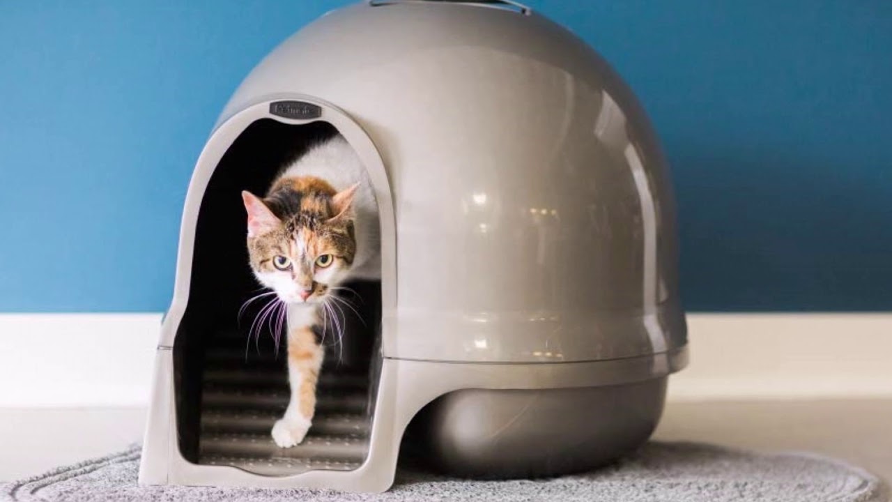 Petmate Clean Step Litter Dome Review YouTube