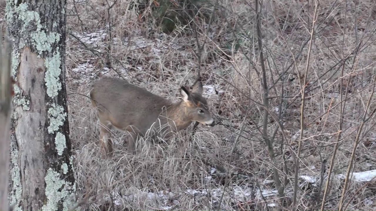 2015 Wisconsin Gun Deer Hunt YouTube