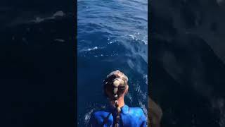 Untamed Depths Encounter With A Majestic Shark In The Sea Naturescope