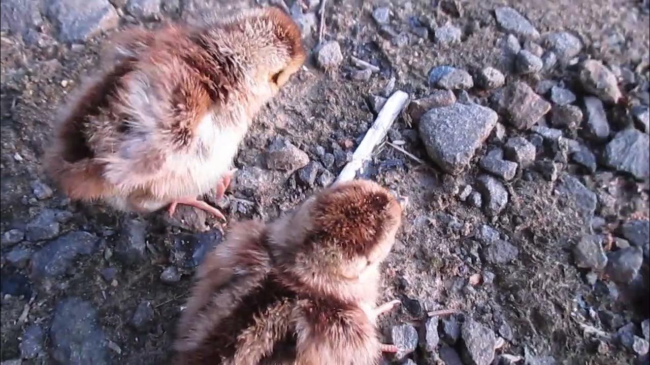 birds-when-you-can-high-fever-death-virus-move-actively-prayers