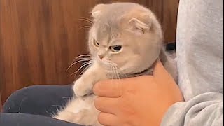 FUNNY CAT MEMES COMPILATION OF 2022 PART 43
