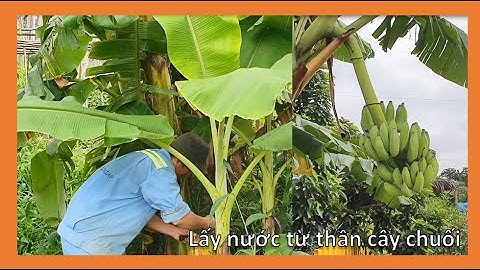 Lấy nước từ thân cây chuối || Kỹ năng sinh tồn