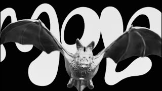 Molo EBB_rise (audio official)