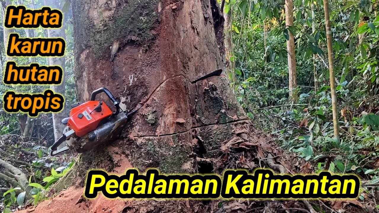 Keindahan Meranti merah Kalimantan ‼️Harta karun hutan tropis pedalaman