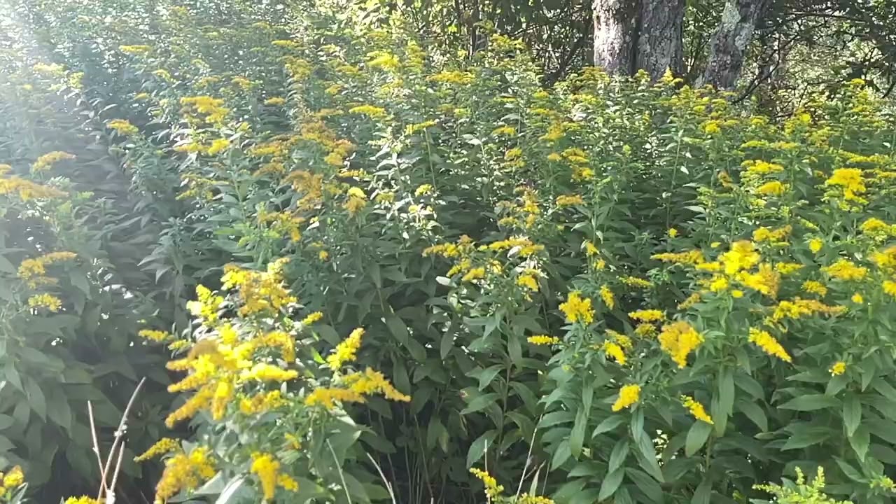 flowers - two (2) hours of relaxing & ambient music for meditation, deep focus,  concentration