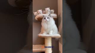 Ragdoll Kedisi Sağlıklı Mı?