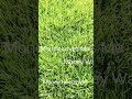 Lawn is Status Symbols of Your Richness