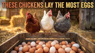 These 3 Chicken Breeds Lay More Eggs Than You'd Expect These 3 Chicken Breeds Are A Sure Thing