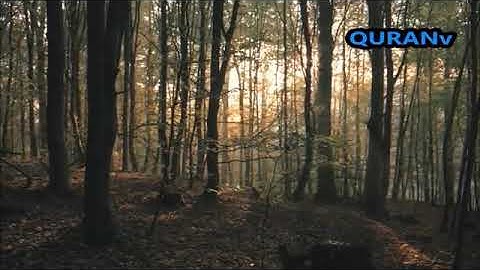 قراءة تمس شغاف القلب من سورة الزمر للشيخ ماهرالمعيقلي