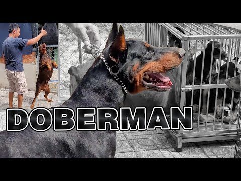 Video: Tất cả về Dobermans: 11 điều bạn không biết