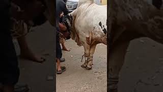 Qurbani Ki Video  | Karachi Cow Qurbani Video |Eid-Ul- adha Pakistan | Cow Videos | FQ Shorts