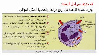 مميزات  الخط الدفاعي الثاني الفاعل الالتهابي و البلعمة