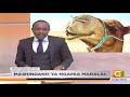 Mashindano Ya Ngamia Maralal Mashindano Ya Ngamia Maralal