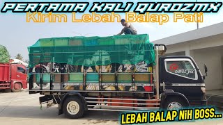 Pertama Kali Quroz Mx Kirim Lebah Balap