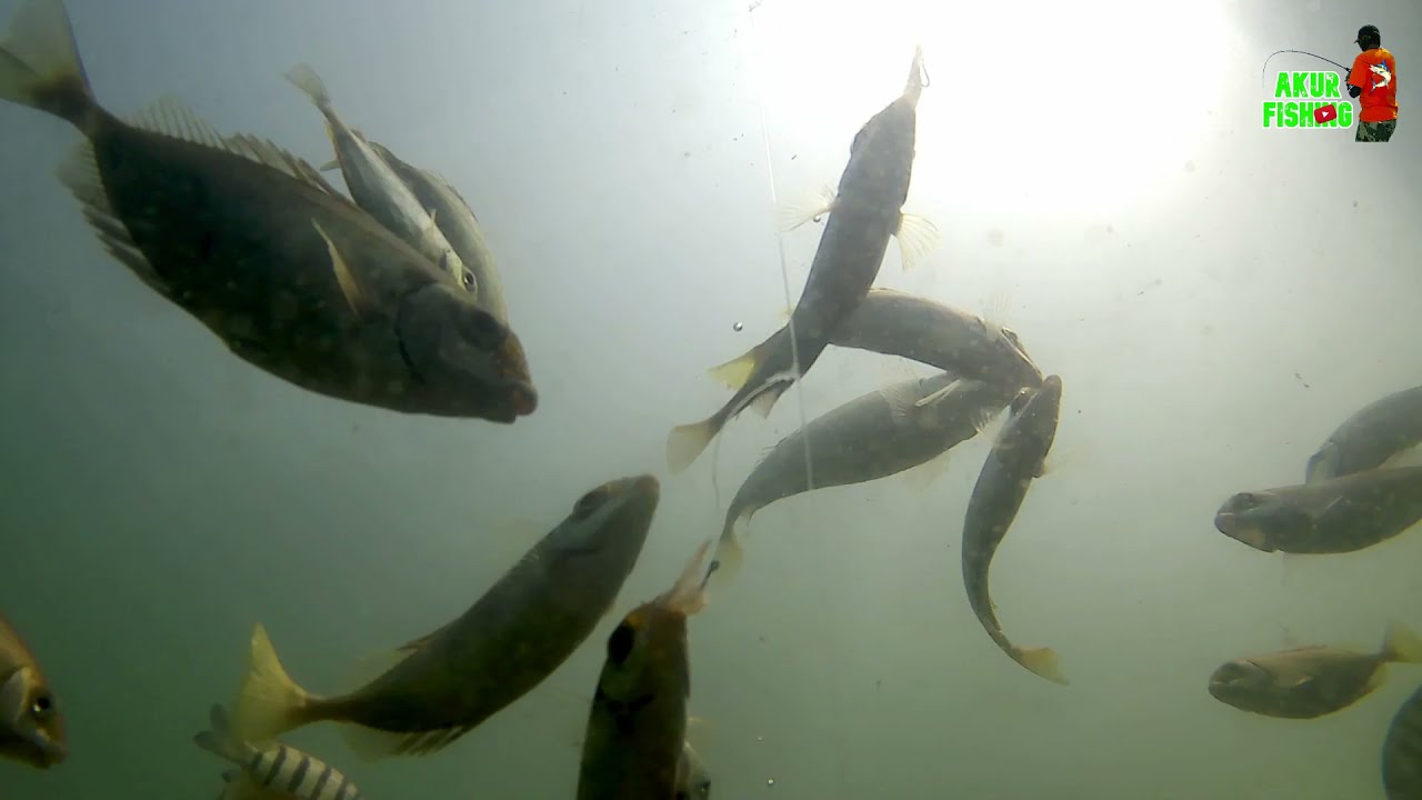 Cara Baronang Makan Udang Rebon || Underwater Camera