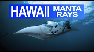 Manta ray night dive | Big Island | Kona, Hawaii