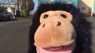 Monkey Madness Trailer