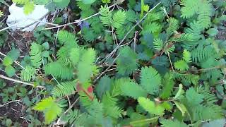 Touch Me Not - Scientifically Known As Mimosa Pudica screenshot 5