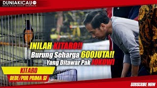 INILAH KITARO!! Burung Seharga 600 JUTA Yang Ditawar Pak JOKOWI