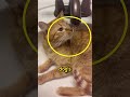 He made all the kittens cry  shorts cute blessed wholesome cat funny adorable viral cats