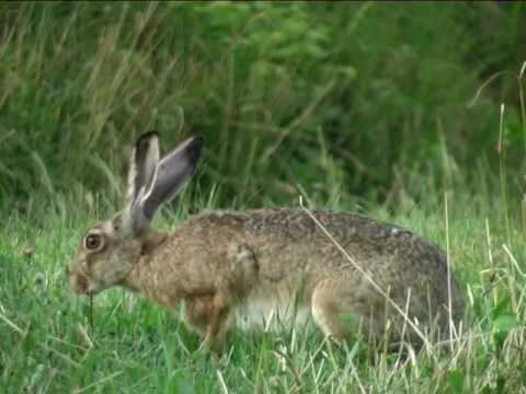 Video: Silver Fox Rabbit