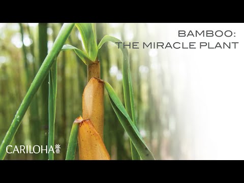 Bamboo: