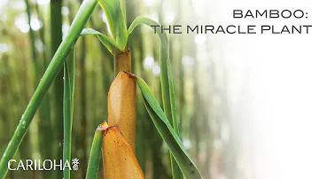 Are sugar cane and bamboo the same?