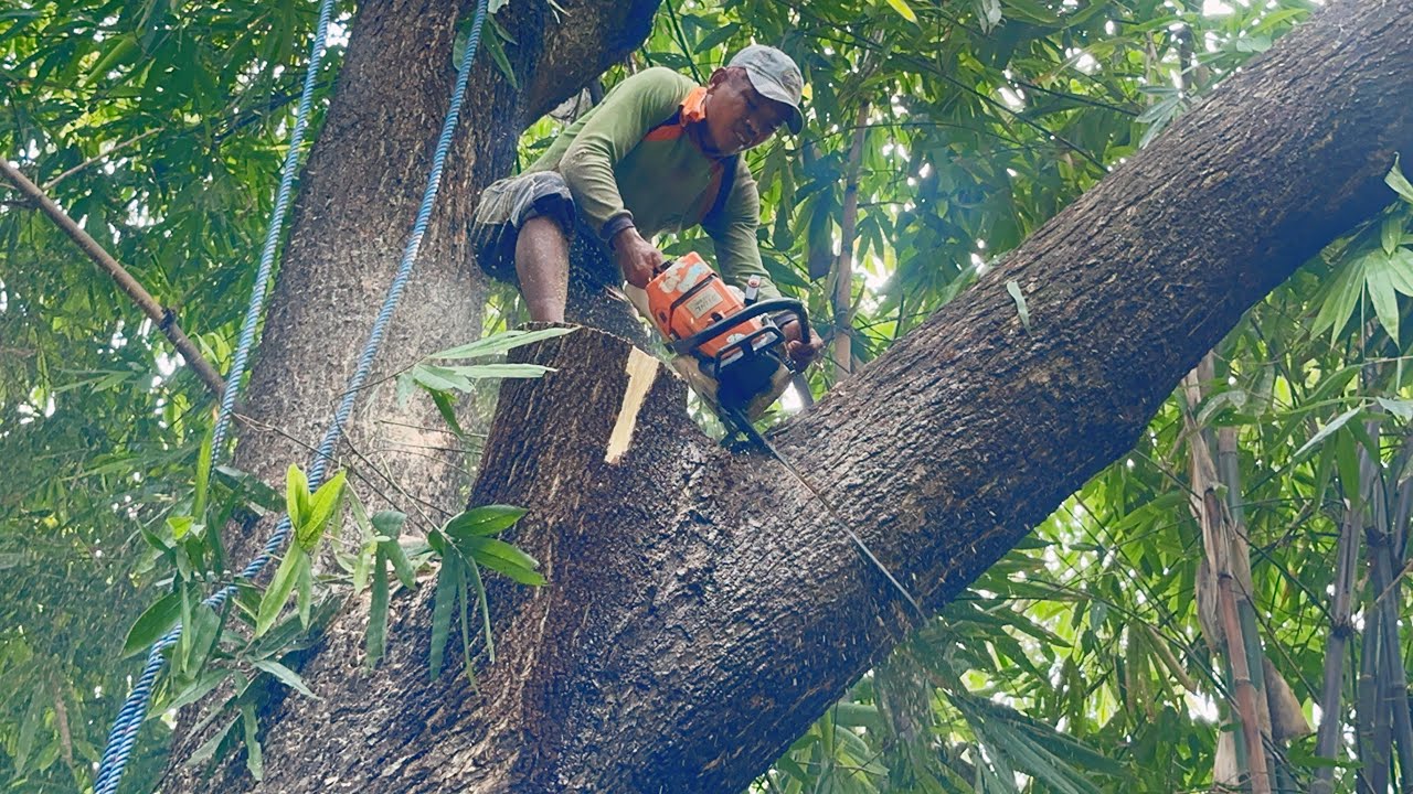 Thrilling... Cut down a large, branching trembesi tree on the edge of ...