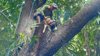 Thrilling... Cut down a large, branching trembesi tree on the edge of the village.