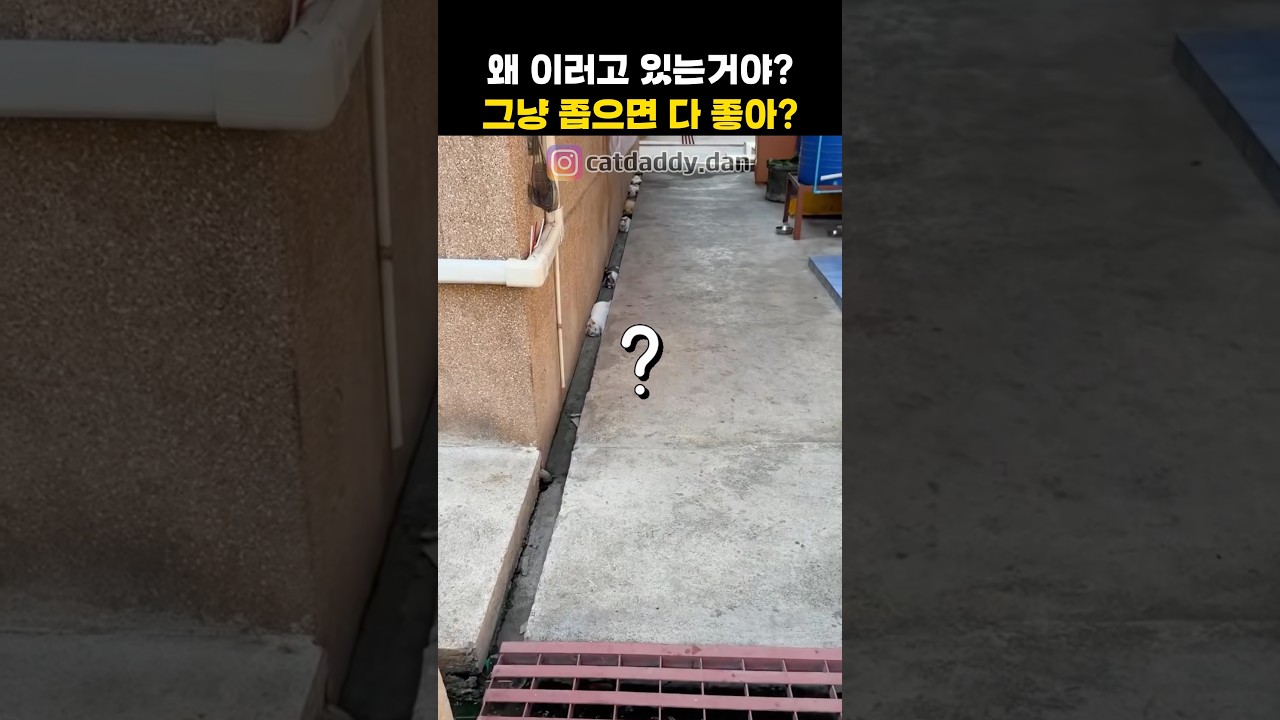 좁으면 만사 OK#고양이 #cat