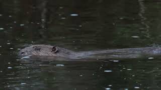 Eurasian Beavers, Scotland's keystone species makes a welcome return...