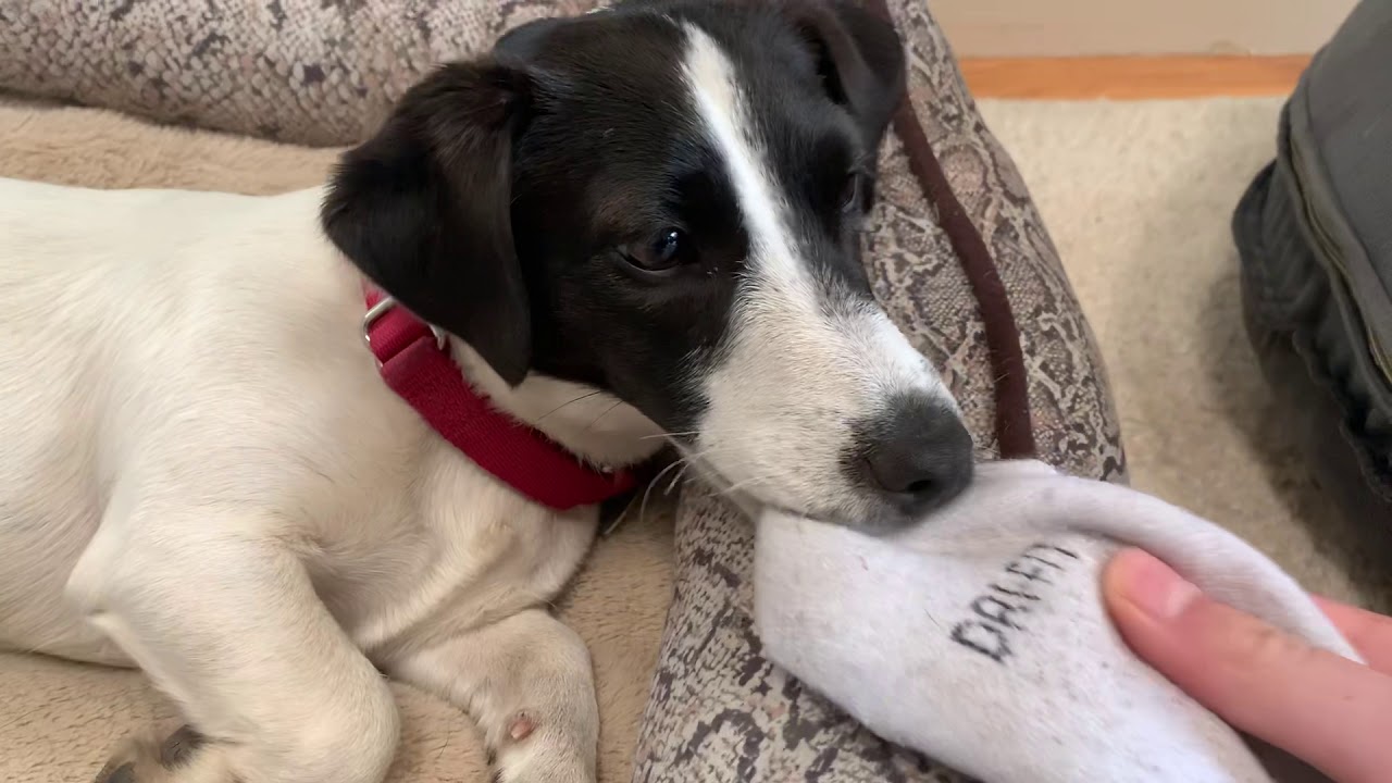 WILL SPEEDY EAT A SOCK??? (SHOCKING) YouTube