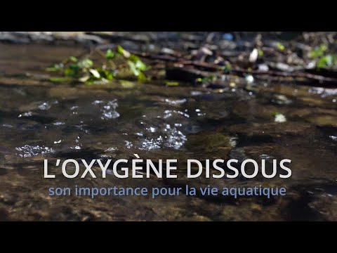 Vidéo: Comment garder le poisson Koi dans un aquarium