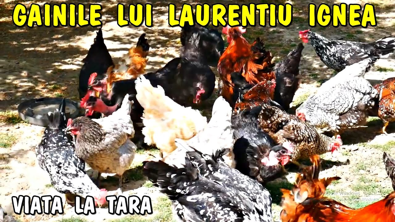 Viața la țară - Super găini diferite rase acasă la Laurentiu Ignea din Timiș