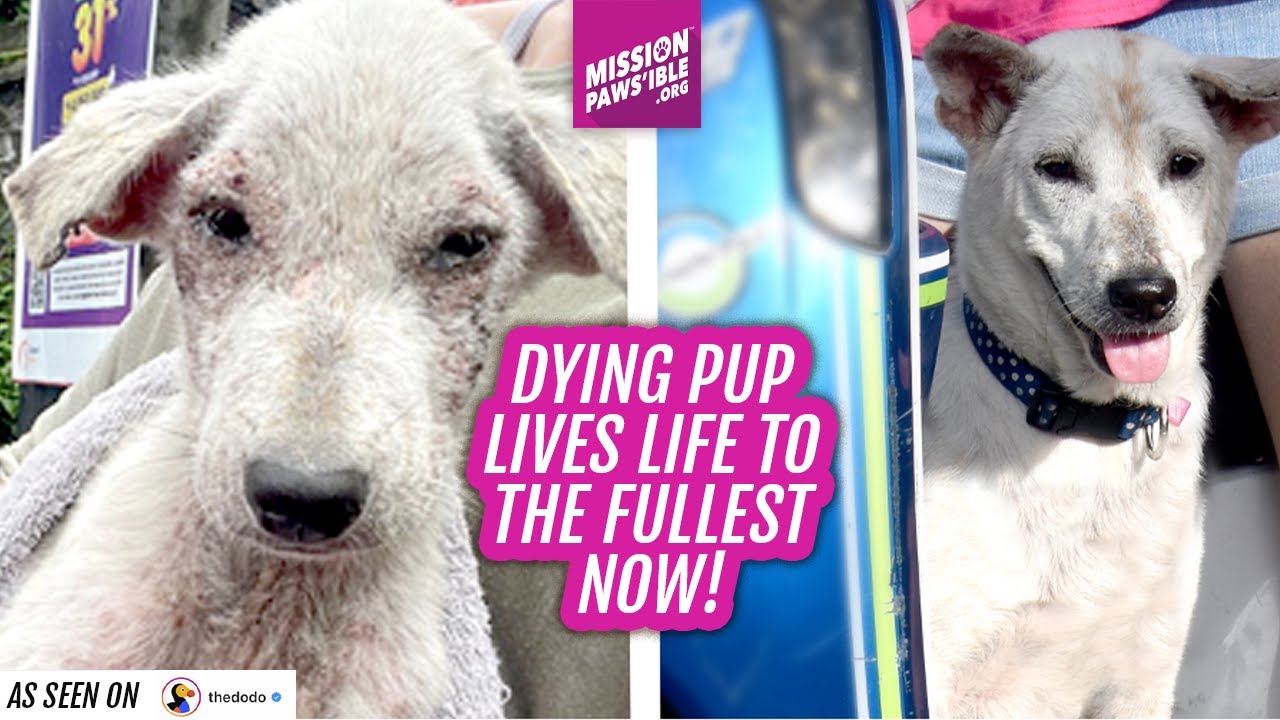 Mission Paws'ible's Casper on The Dodo - YouTube