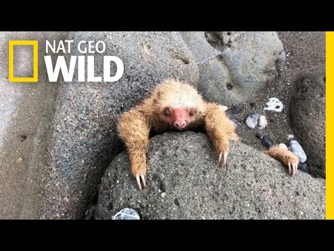 Video: Pet Scoop: Cuplu salvează Baby Sloth în Costa Rica, ADN-ul confirmă primii doi păpuși de culoare gri
