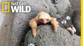 Baby Sloth Is Rescued in Costa Rica | Nat Geo Wild