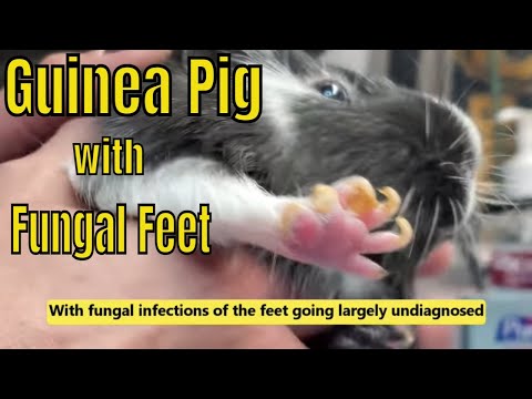 Foot and Ear Fungus in Guinea Pigs