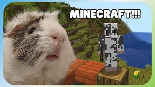 Guinea Pig Artemis Plays Minecraft!
