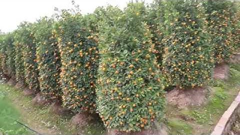 Quất Cảnh Văn Giang, hưng yên