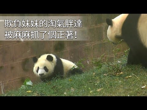 《熊貓早晚安》欺負妹妹的淘氣胖達被麻麻抓了個正著！| iPanda