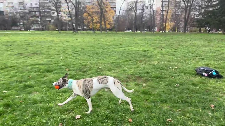 Whippet playing fetch running fast